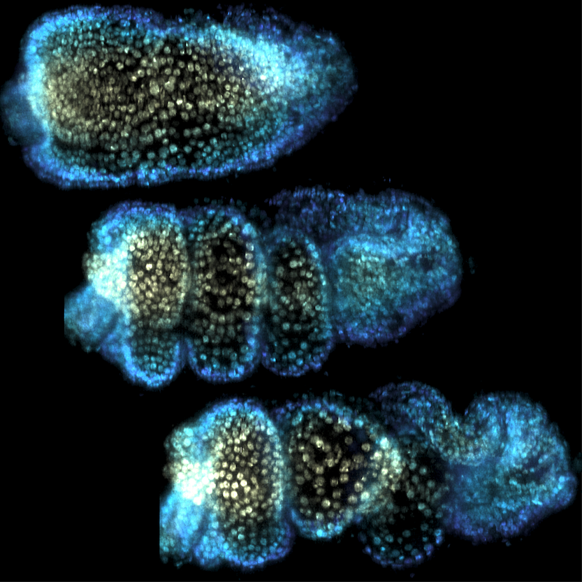 The fly midgut folds into a complex shape. We found that this process is driven by a calcium-mediated mechanical program of patterned convergent extension.