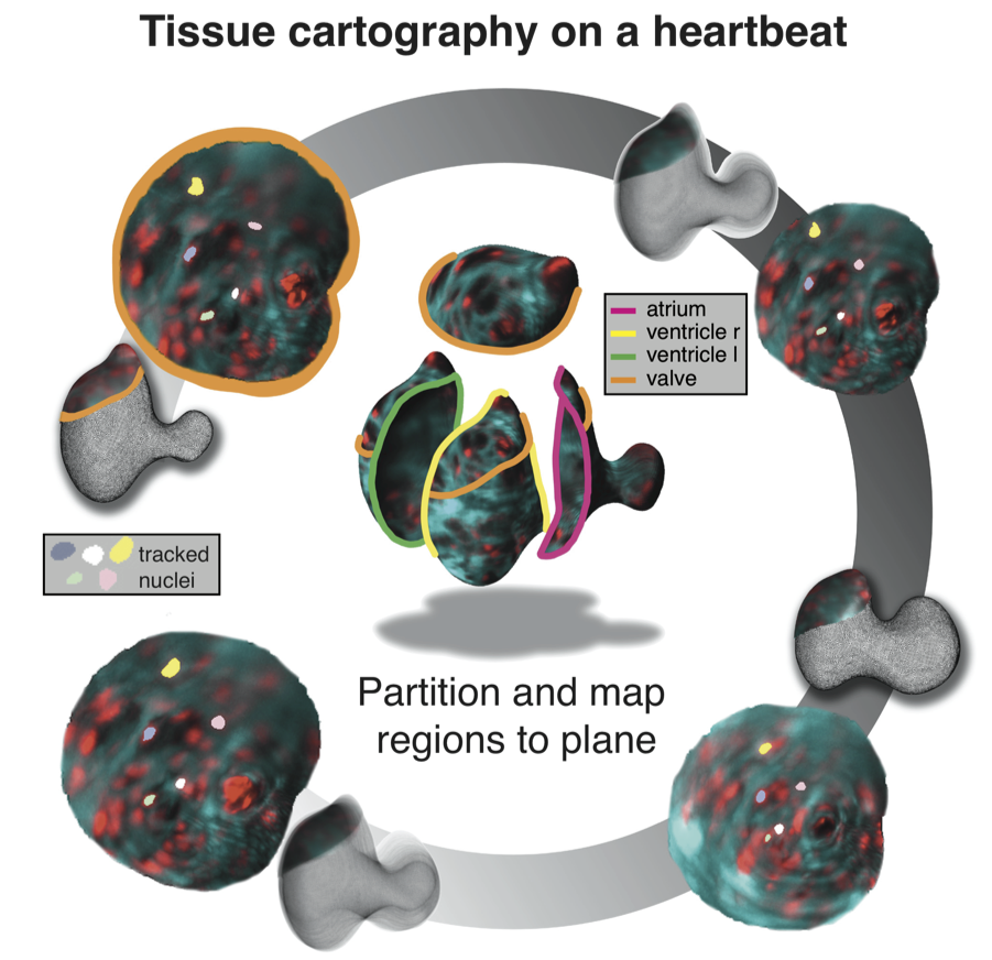 Tissue cartography on a heartbeat