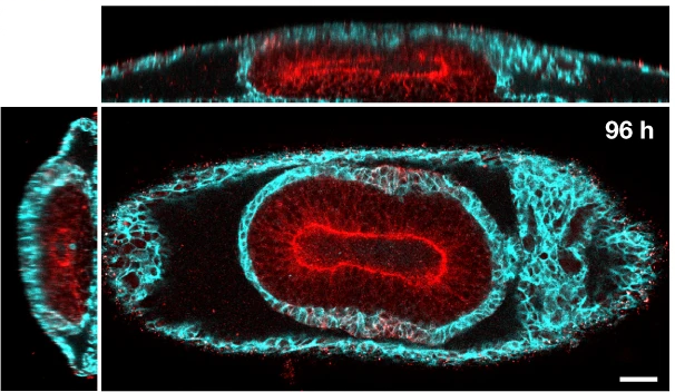 neural tube